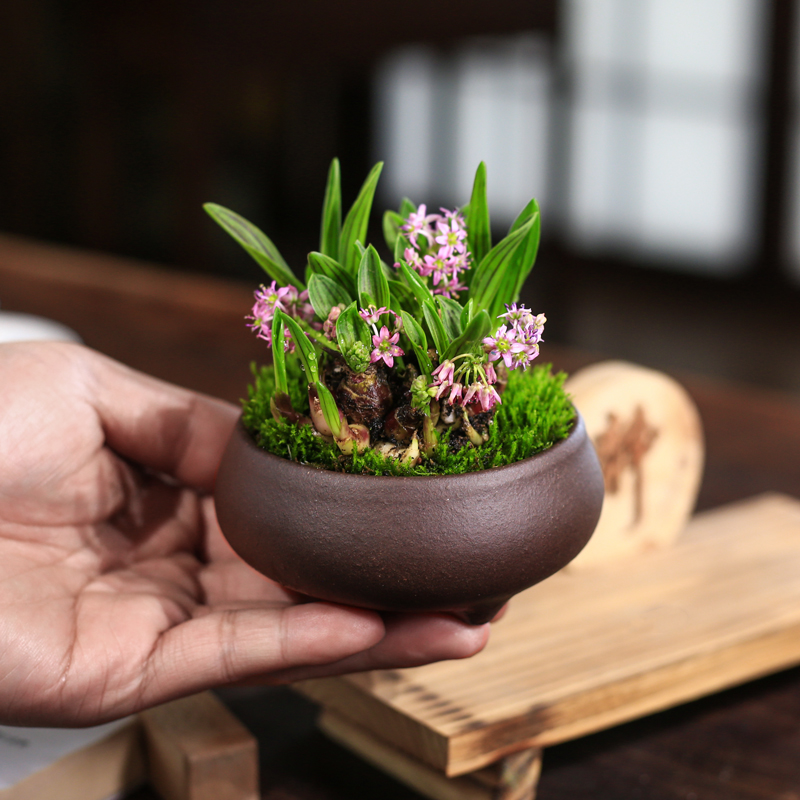 缟缦穗迷你桌面兰花草微型花卉盆栽观叶山野草油点百合植物开紫花 - 图2