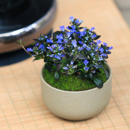 姬十二单山野草筋骨草四季绿植花卉盆栽盆景迷你室内书房好养易活 - 图1