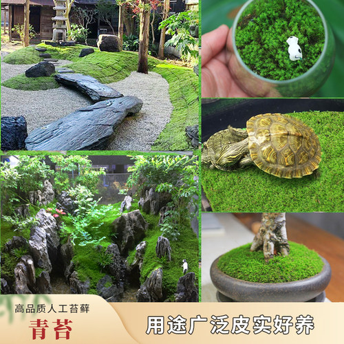 人工青苔星星苔藓砂藓情绪稳定绿植苔藓微景观庭院造景苔藓草皮 - 图1