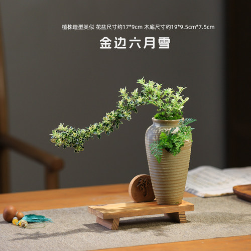 六月雪盆景老桩盆栽造景小摆件室内玄关植物中式茶室绿植花卉禅意 - 图1