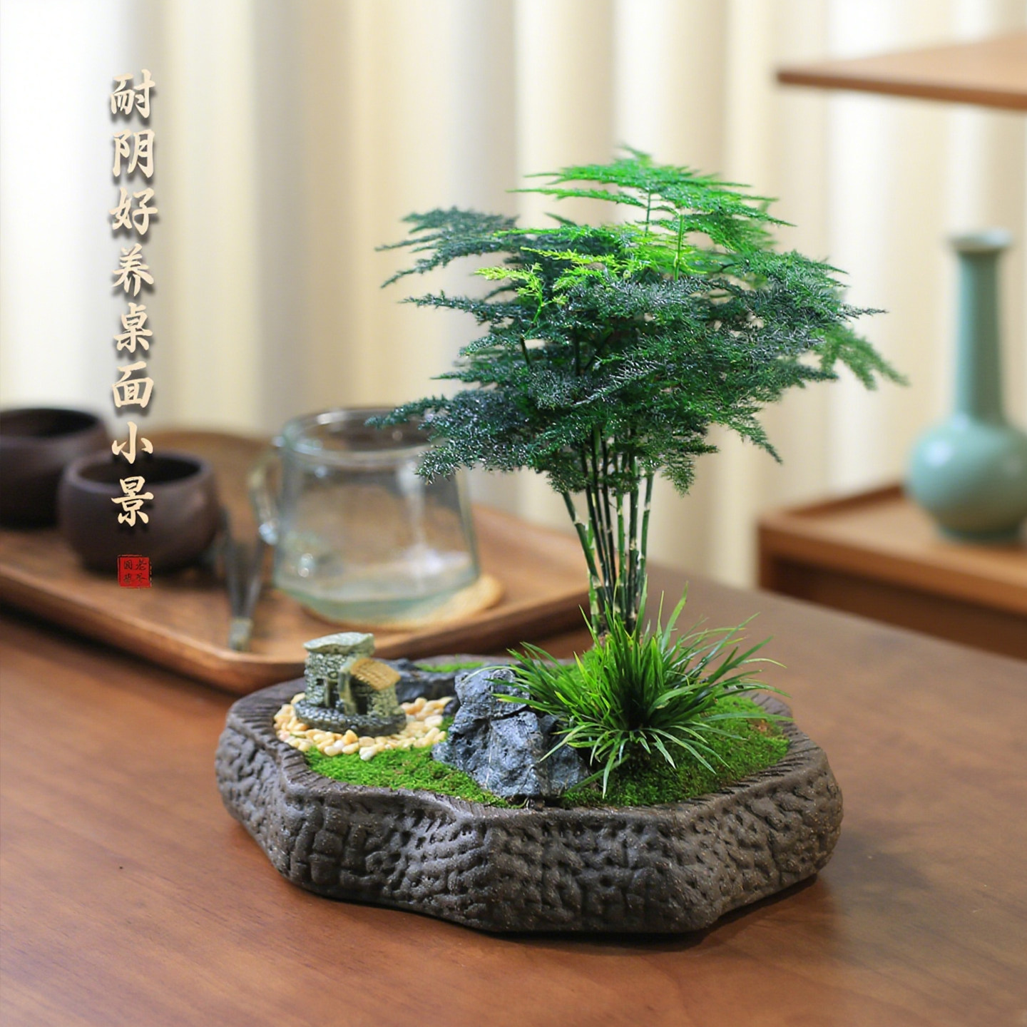 水培易活植物净化空气四季常青茶台好养花卉盆景桌面造型文竹盆栽,淘宝优惠券,粉丝福利购,淘宝优惠卷