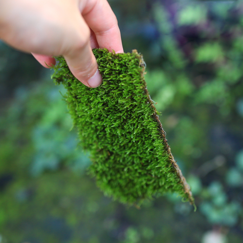 鲜活苔藓白发藓微景观DIY造景青苔生态植物假山庭院盆栽盆景造景-图0