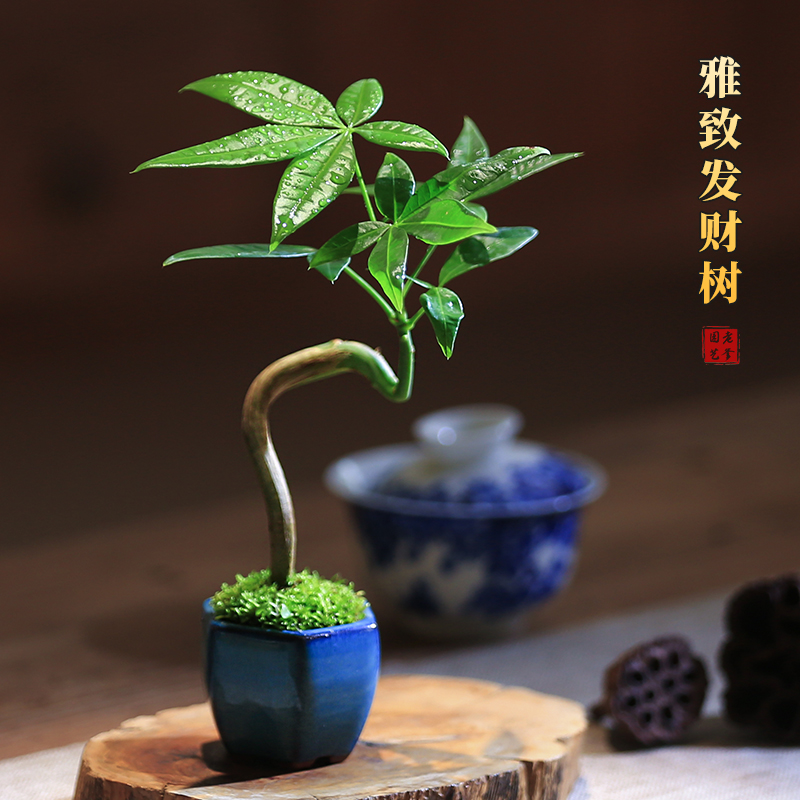 发财树迷你小盆栽室内外桌面绿植创意植物四季常青盆景办公室 - 图0