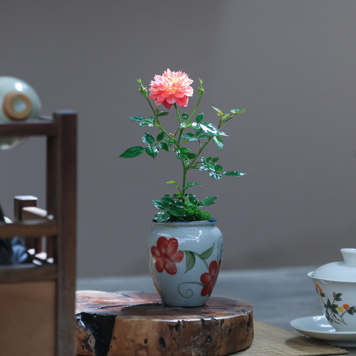 迷你微月季姬月季苗日本姬乙女室内四季开花盆栽阳台桌面绿植花卉 - 图2