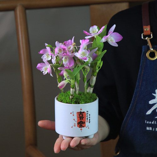 石斛兰盆栽带花苞粉花春石斛室内桌面绿植办公室装饰花卉植物摆件 - 图1