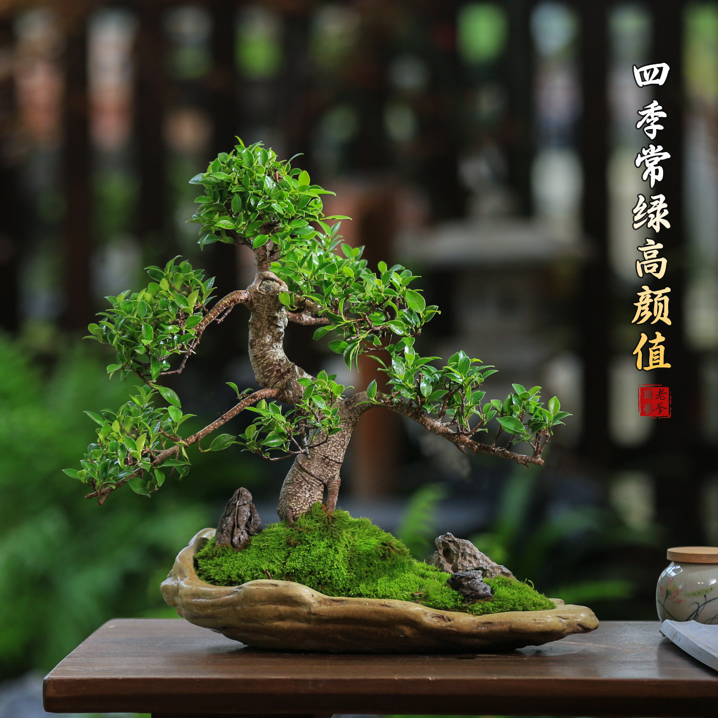 榕树老桩造型茶桌小叶榕树盆景室内中式四季常青盆栽耐阴耐寒绿植