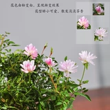 Японская джи розовая горшка девочка из горшечной девушки розовая микроапольская стола на стойке