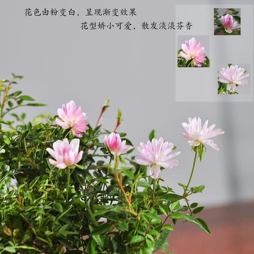 Японская джи розовая горшка девочка из горшечной девушки розовая микроапольская стола на стойке