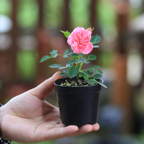 迷你微月季姬月季苗日本姬乙女室内四季开花盆栽阳台桌面绿植花卉 - 图1