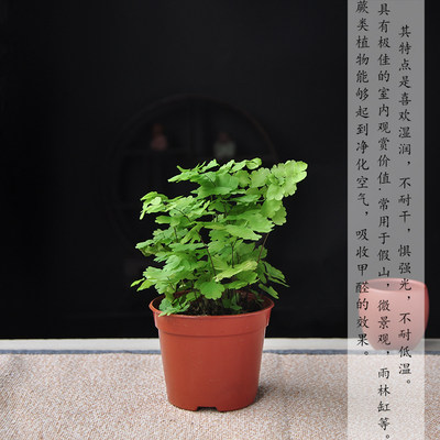 蕨类植物网纹草水陆缸diy微景观盆栽造景室内水培小苗铁线蕨绿植 虎窝淘