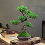 Чинанская старая куча бонсай формы листовка гостиная.