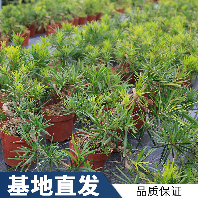 什么户外绿植四季常青,四季常青的室外绿植,北方耐寒四季常青树种_大山谷图库