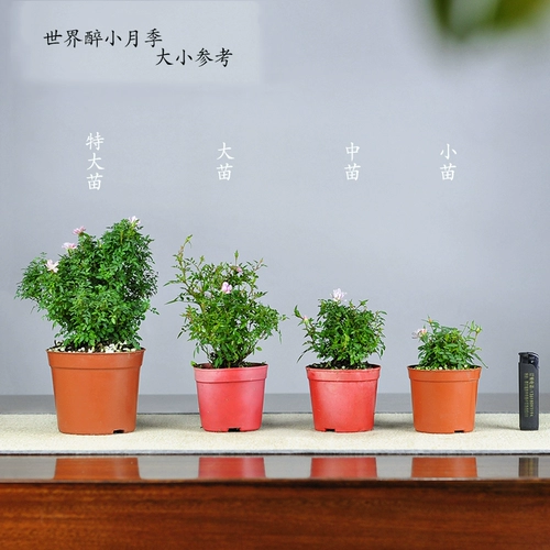 Японская джи розовая горшка девочка из горшечной девушки розовая микроапольская стола на стойке