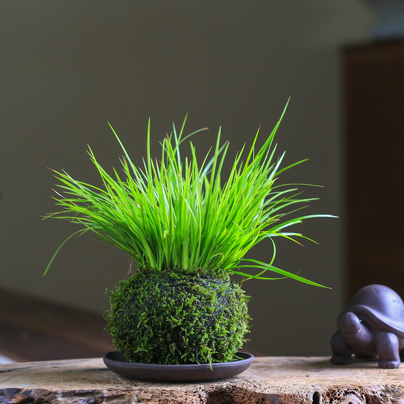 苔玉菖蒲盆栽清新小绿植生活室内客厅桌面点缀小绿植水培耐阴植物 - 图0