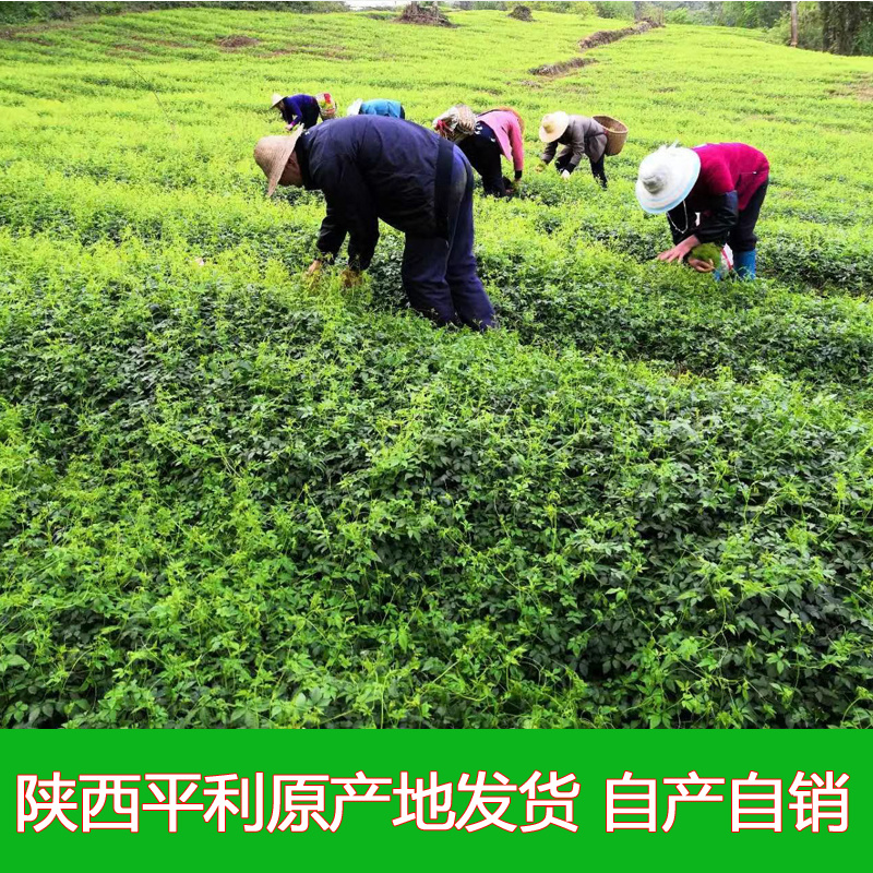 新茶平利绞股蓝龙须茶陕西安康特产正品野生胶股蓝五叶七叶苦茶-图2