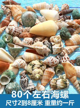 手工diy装饰品海螺贝壳天然鱼缸