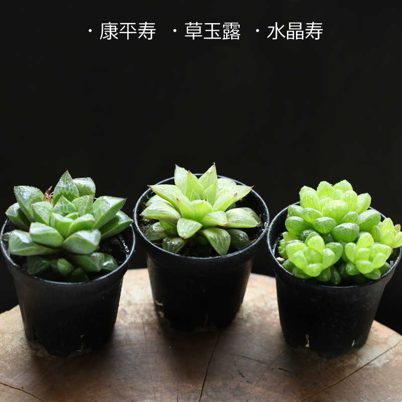 水晶玉露 新人首单立减十元 21年8月 淘宝海外