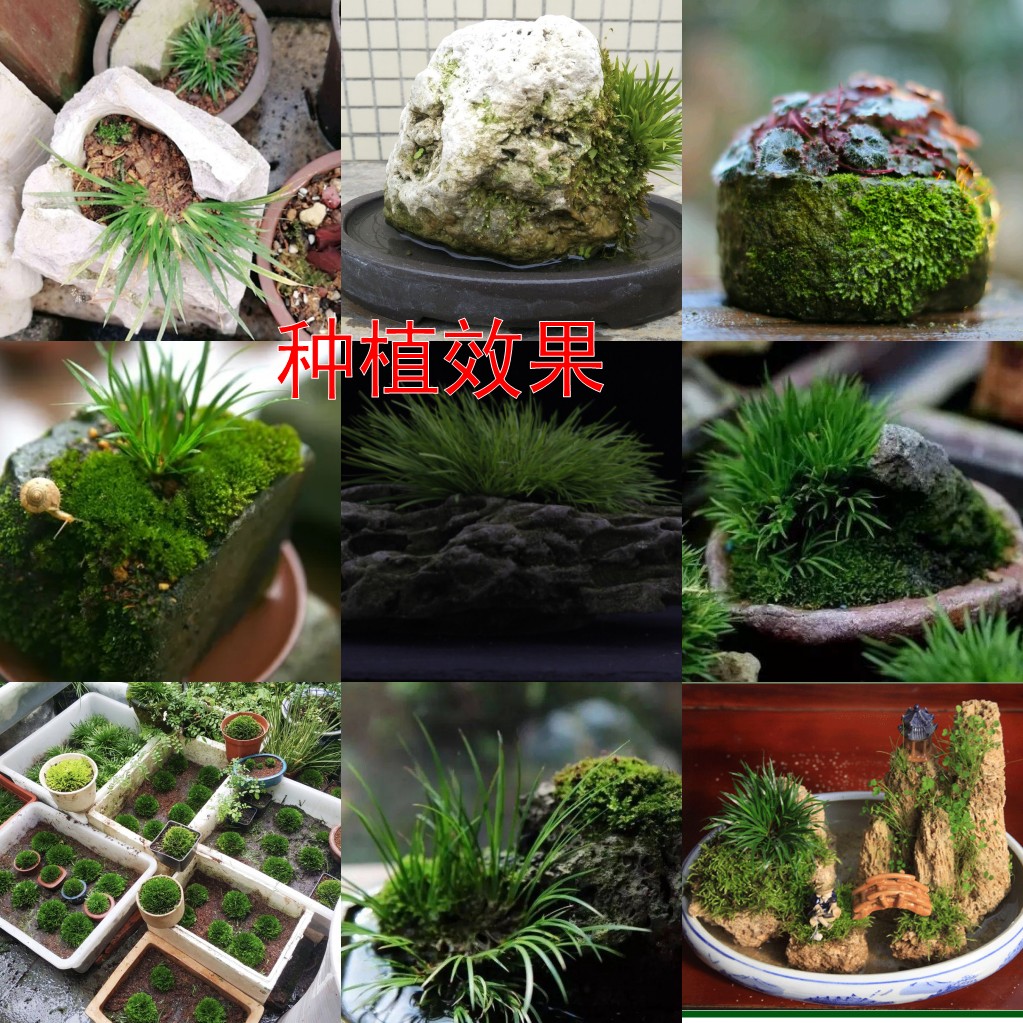 日本贵船苔菖蒲4盆只要25元包邮迷你蒲草微型盆景苔藓微景观绿植 - 图1