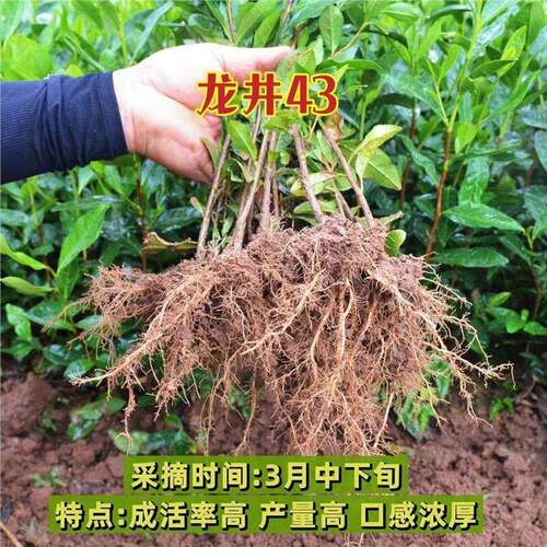 正宗茶叶苗龙井43号绿茶树苗安吉奶白特早茶乌牛早苗黄金芽苗 - 图3