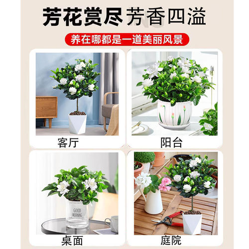 大叶牡丹栀子花棒棒糖盆栽苗带花苞重瓣独杆老桩树苗花卉绿植 - 图3