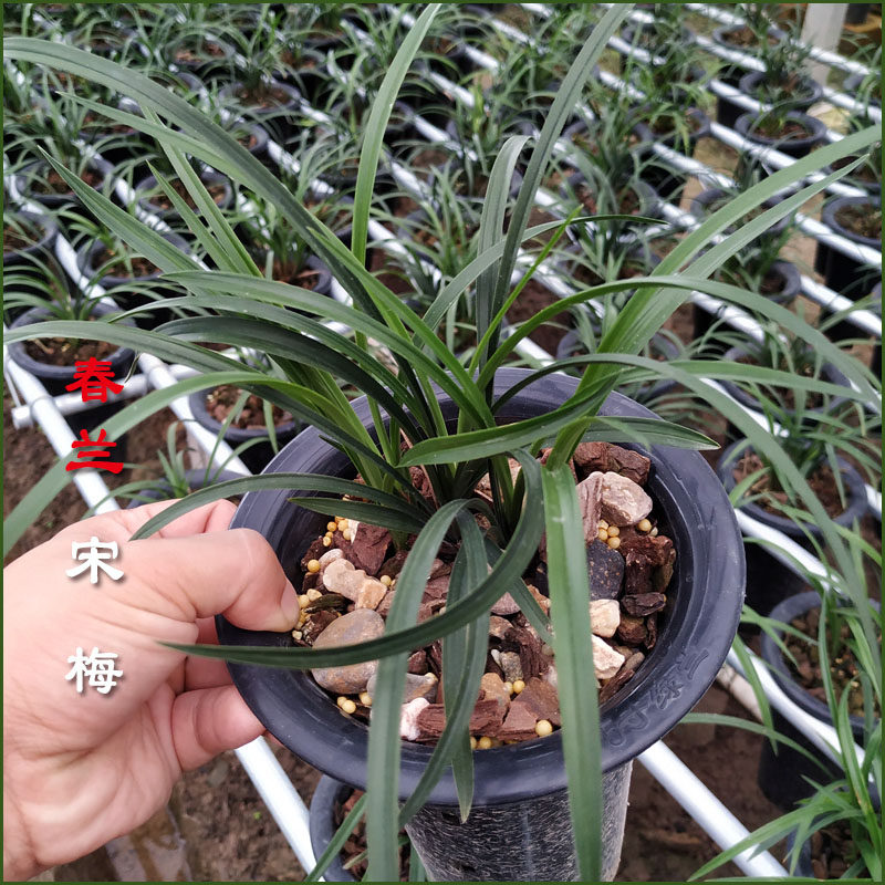 浓香老种春兰宋梅带花苞细叶名贵兰花西神知足素梅瓣观赏花卉盆栽,淘宝优惠券,粉丝福利购,淘宝优惠卷