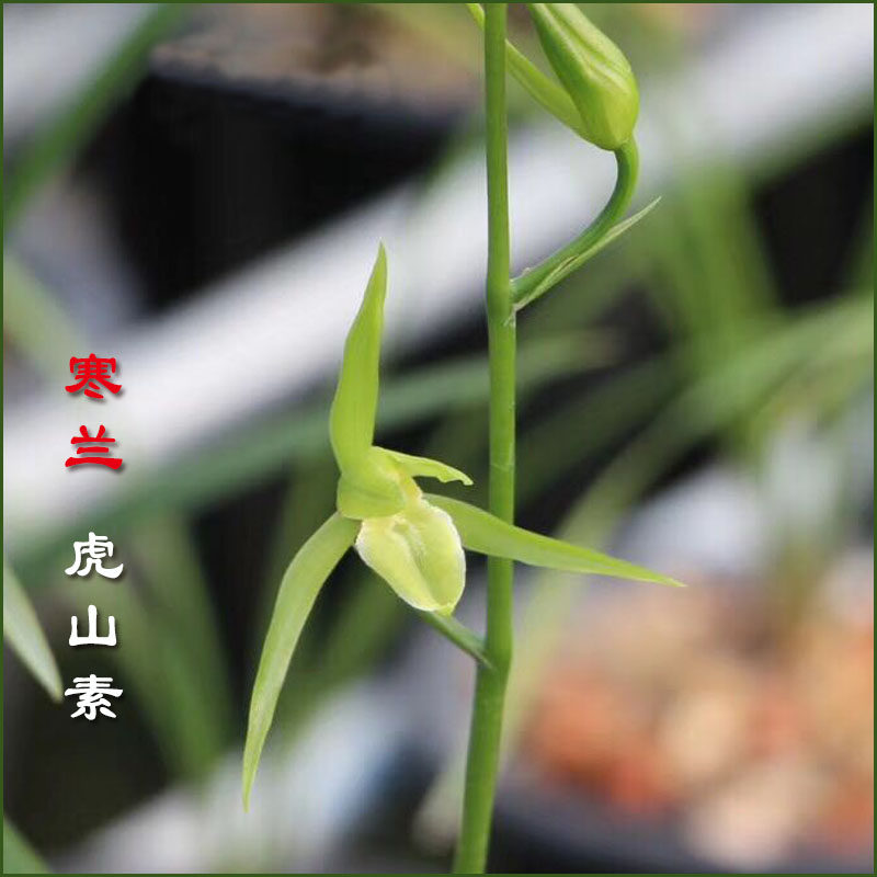 浓香兰花江西细叶寒兰素心虎山素带花苞雪中红桃花仙子莲瓣小雪素,淘宝优惠券,粉丝福利购,淘宝优惠卷