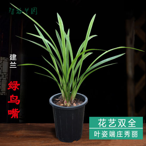 先明艺草建兰绿鸟嘴四季兰浓香复色花兰花草忆香荷花卉趣味绿植物 - 图1