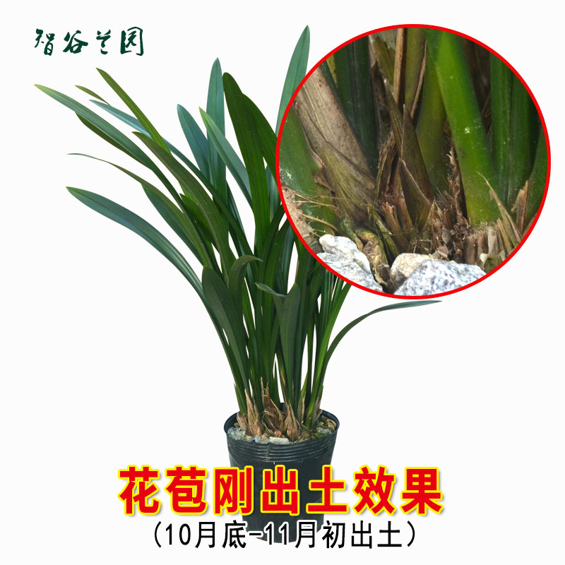 浓香兰花企墨宽叶香水金边墨兰企黑爪蜜蜂兰大花蕙兰花卉观赏绿植 - 图2