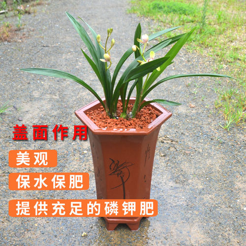 高温烧制火烧土兰花石铺面石红土颗粒营养土陶粒珍珠岩兰园火山石 - 图1