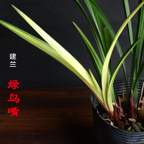 先明艺草建兰绿鸟嘴四季兰浓香复色花兰花草忆香荷花卉趣味绿植物 - 图2