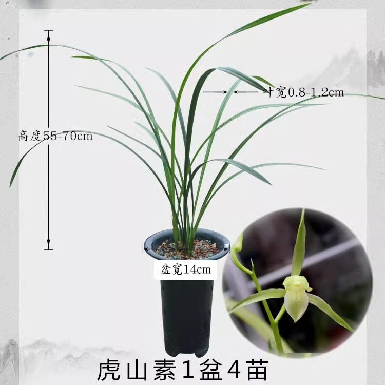 浓香兰花江西细叶寒兰素心虎山素带花苞雪中红桃花仙子莲瓣小雪素,淘宝优惠券,粉丝福利购,淘宝优惠卷