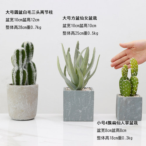 北欧仿真植物装饰绿植室内盆栽客厅摆件假花卉多肉仙人掌盆景摆设 - 图2