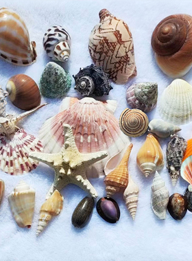 天然贝壳海螺海星海胆