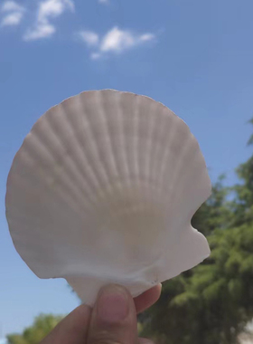 大白色扇贝壳天然真贝壳彩绘涂鸦