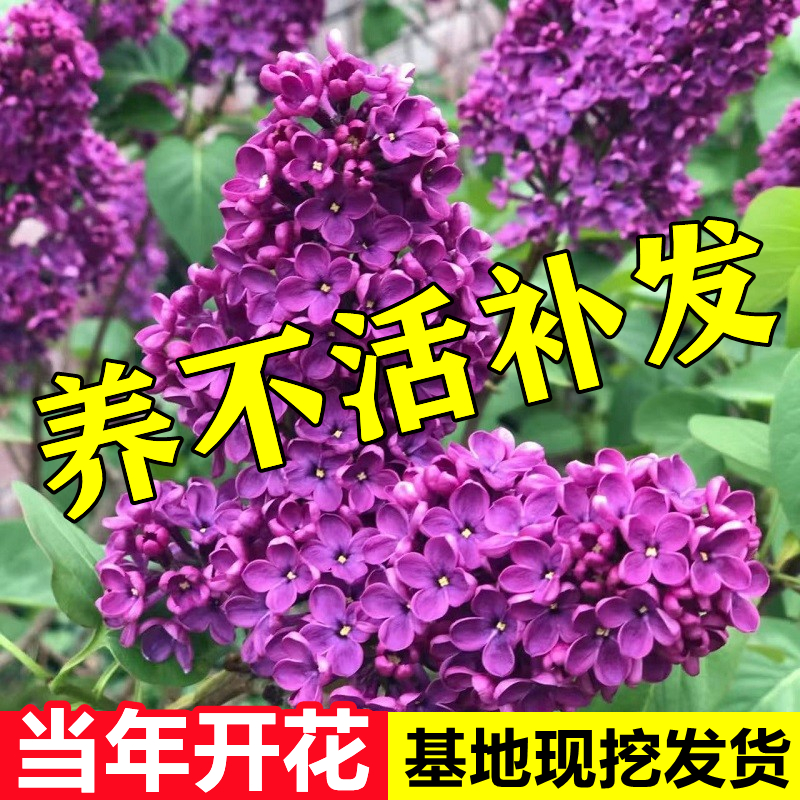 丁香花树苗盆栽庭院地栽欧洲紫丁香树苗四季开花浓香花卉耐寒植物 - 图2