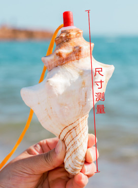 包邮超大海螺贝壳口哨羊角
