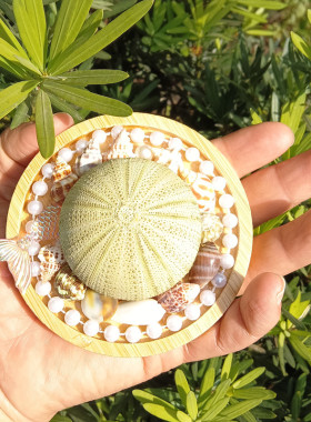 天然海螺贝壳绿海胆冰箱贴diy手作海岛礼品纪念品装饰收藏珍珠