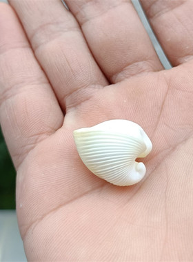 热卖天然海螺贝壳绵羊角同心蛤鸡心蛤爱心贝家居装饰收藏礼品DIY