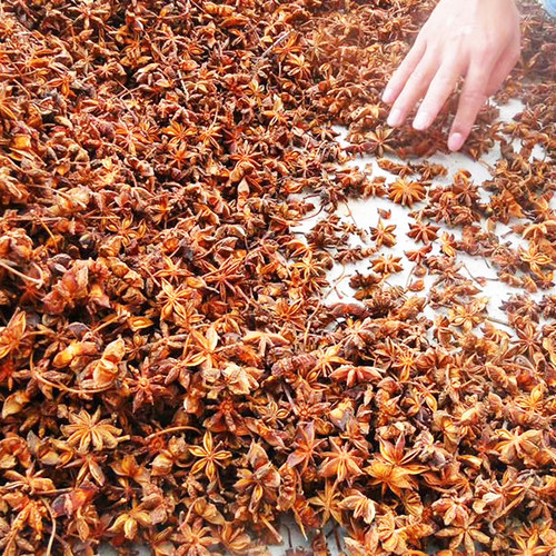 八角大料500g包邮大茴香广西大红八角特级无硫散装香辛料卤料调味 - 图1