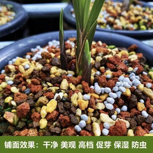 兰花专用铺面石赤玉土植金石红土粒三合一多肉石斛护茎土兰花土 - 图2