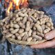 Guizhou firewood fried peanuts ready for delivery