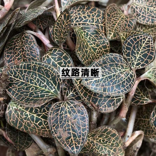 食用金线莲新鲜特级深山林下原生态种植7个月整株现摘福建特产 - 图1