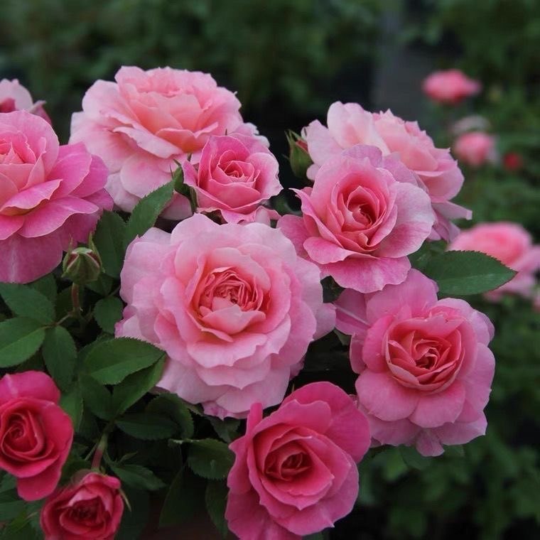 海神王阳台  大花多头抗病微型阳台系列玫瑰勤花盆栽 大花勤花,淘宝优惠券,粉丝福利购,淘宝优惠卷