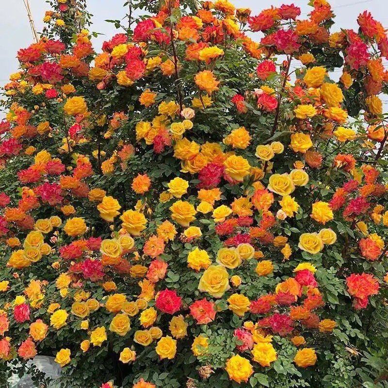 变色龙藤彩虹多彩色 藤本月季花苗庭院爬藤月季植物多季蔷薇开花,淘宝优惠券,粉丝福利购,淘宝优惠卷