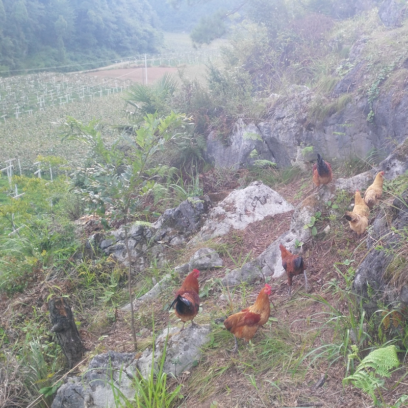 贵州土鸡猕猴桃果园散养1年以上老母鸡农家公鸡草鸡笨鸡走地鸡 - 图2