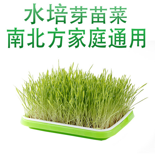 豆芽发芽盆芽苗菜育苗盘家用水培无土栽培蔬菜种孑籽豌豆尖种植盘 - 图3