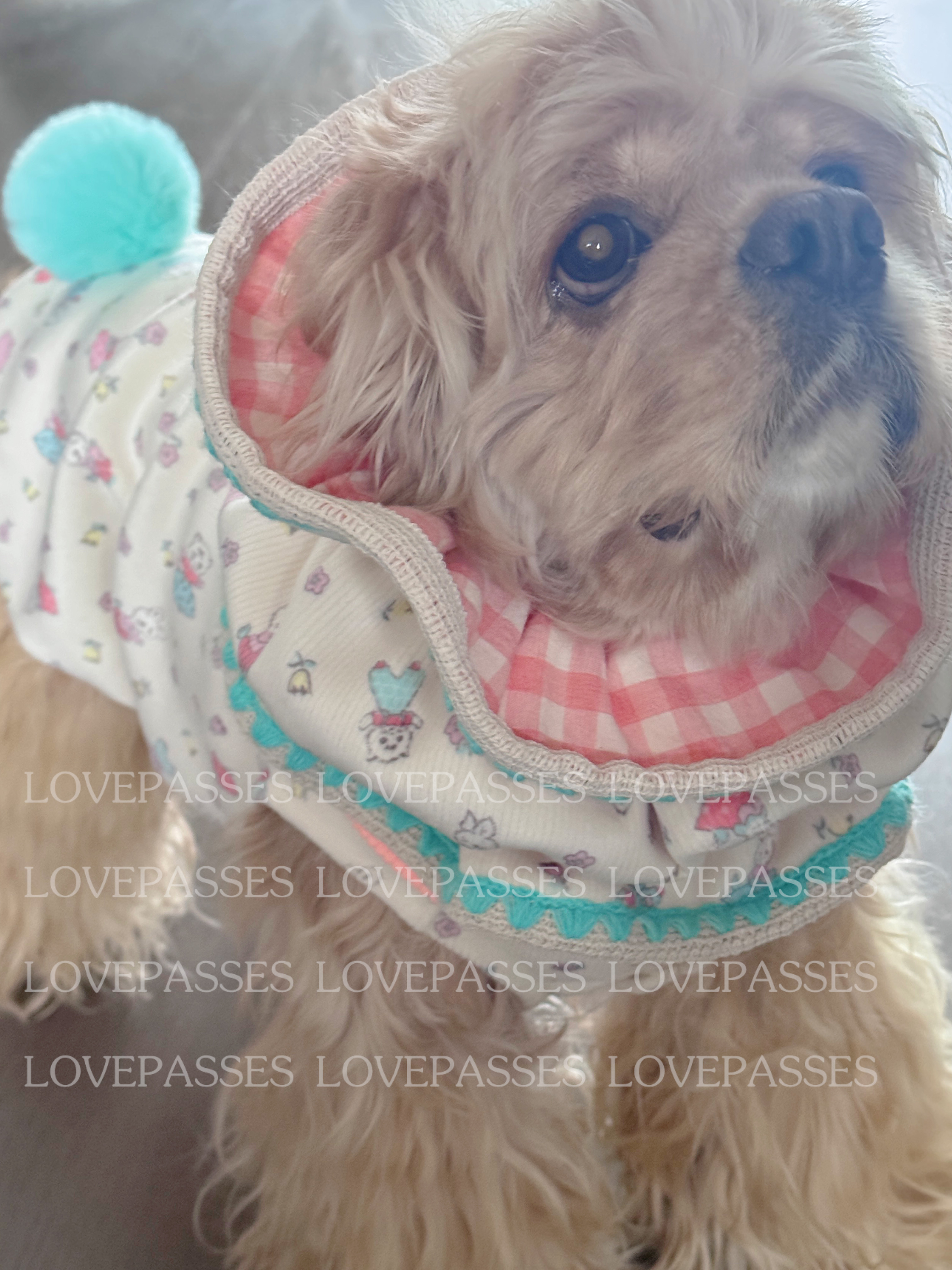 2026新品｜狗狗衣服耳套宠加厚网红无袖韩风卡通猫咪开衫可爱背心,淘宝优惠券,粉丝福利购,淘宝优惠卷