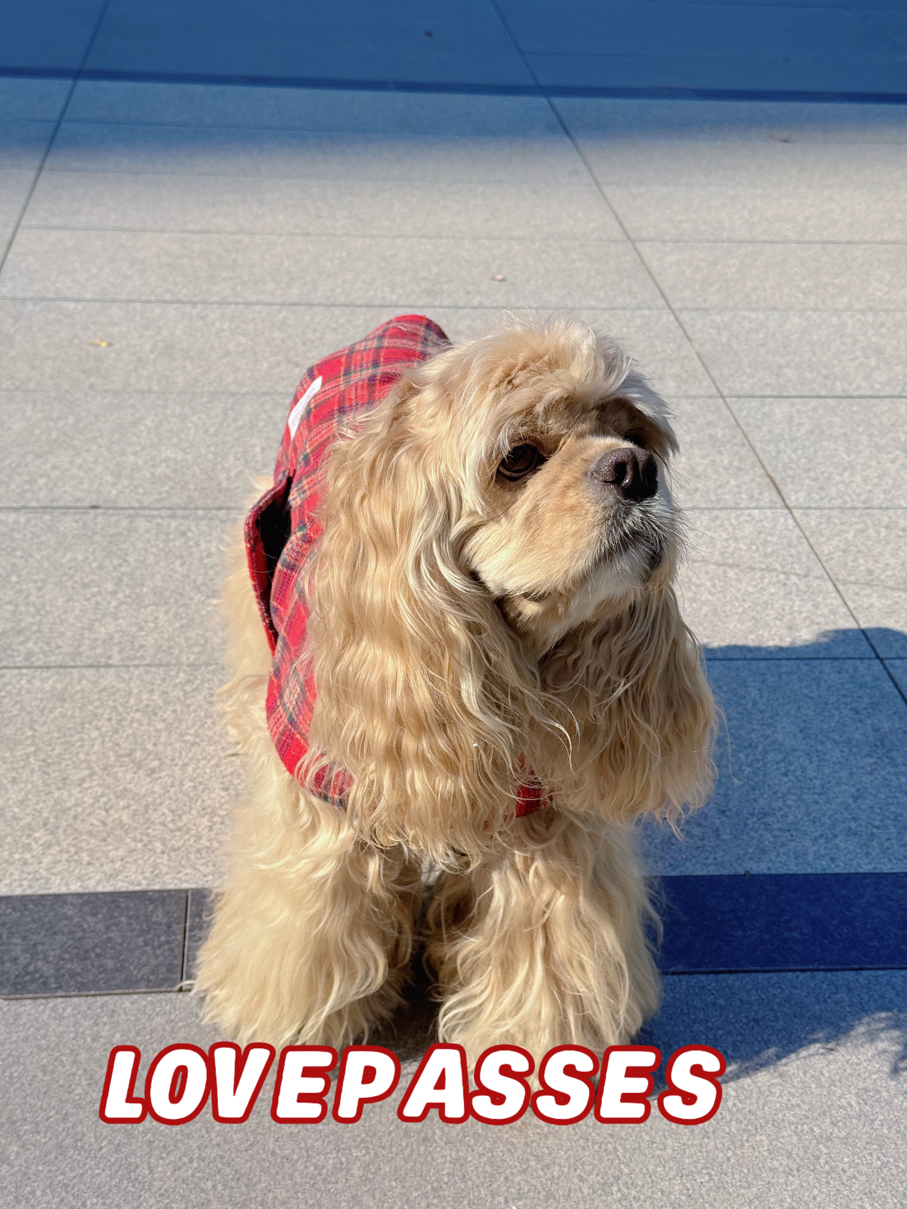 2026｜狗狗衣服新品保暖宠物红色格子狗狗网红无袖马甲棒球棒套装,淘宝优惠券,粉丝福利购,淘宝优惠卷