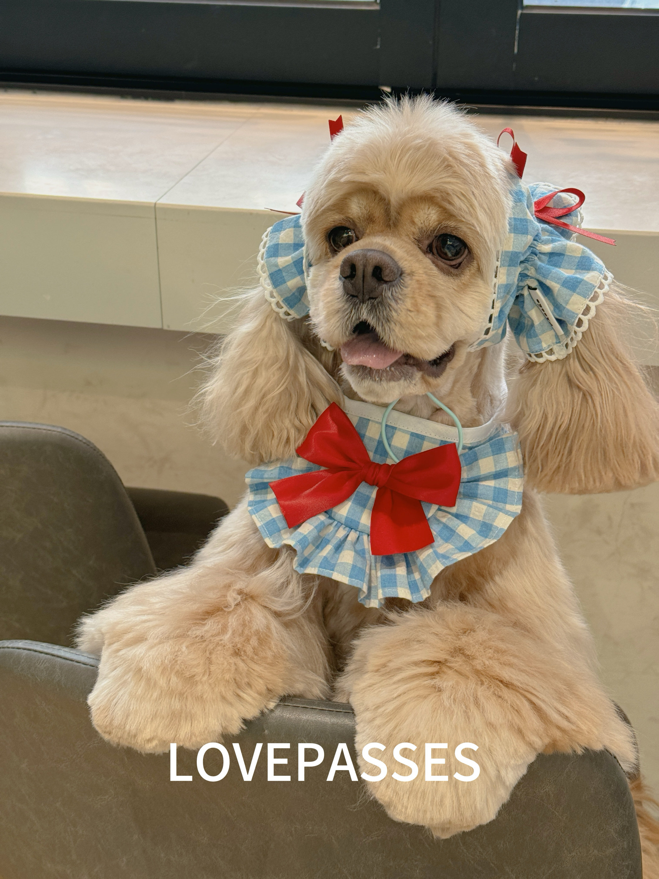 新品大耳朵狗狗美卡宠物耳套耳花口水巾外出吃饭防脏可爱纯棉卡通,淘宝优惠券,粉丝福利购,淘宝优惠卷