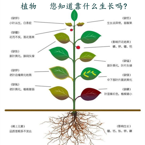 花肥料有机肥三元复合肥肥料100斤装蔬菜果树盆栽通用型氮磷钾肥 - 图2